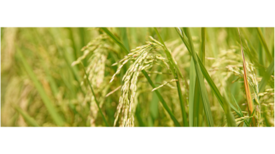 NK 7104 - Variety Rice | Syngenta